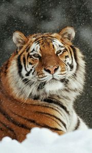 Preview wallpaper tiger, snow, striped, predators, big cat