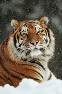 Preview wallpaper tiger, snow, striped, predators, big cat