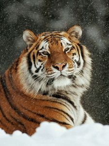 Preview wallpaper tiger, snow, striped, predators, big cat