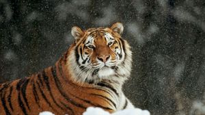 Preview wallpaper tiger, snow, striped, predators, big cat