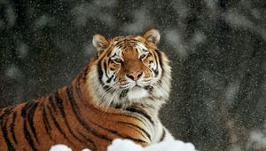 Preview wallpaper tiger, snow, striped, predators, big cat