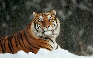 Preview wallpaper tiger, snow, striped, predators, big cat
