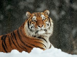 Preview wallpaper tiger, snow, striped, predators, big cat