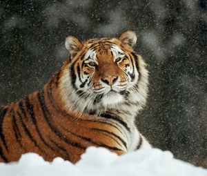 Preview wallpaper tiger, snow, striped, predators, big cat