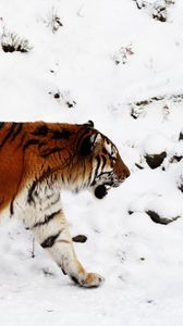 Preview wallpaper tiger, snow, walk, color, big cat, predator