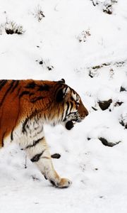 Preview wallpaper tiger, snow, walk, color, big cat, predator