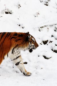 Preview wallpaper tiger, snow, walk, color, big cat, predator