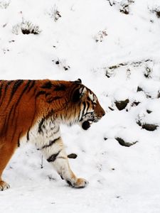 Preview wallpaper tiger, snow, walk, color, big cat, predator