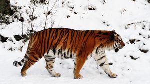 Preview wallpaper tiger, snow, walk, color, big cat, predator