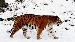 Preview wallpaper tiger, snow, walk, color, big cat, predator