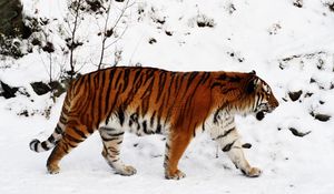 Preview wallpaper tiger, snow, walk, color, big cat, predator