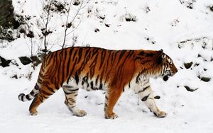 Preview wallpaper tiger, snow, walk, color, big cat, predator