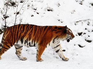 Preview wallpaper tiger, snow, walk, color, big cat, predator