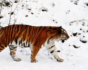 Preview wallpaper tiger, snow, walk, color, big cat, predator