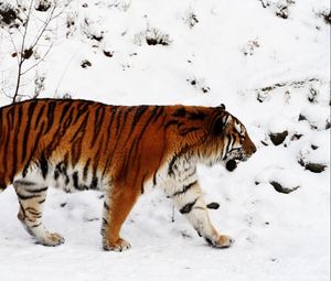 Preview wallpaper tiger, snow, walk, color, big cat, predator