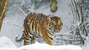 Preview wallpaper tiger, snow, walk, predator