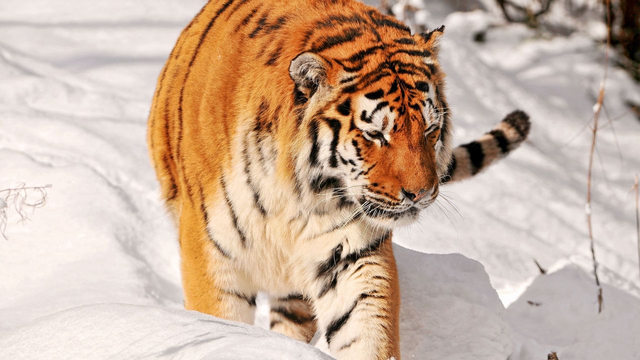 Wallpaper tiger, snow, walk, predator