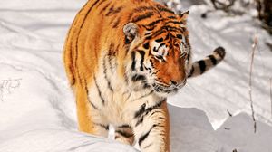 Preview wallpaper tiger, snow, walk, predator