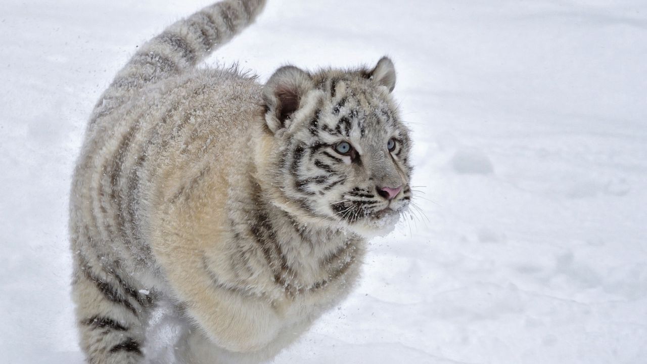 Wallpaper tiger, snow, winter, jump