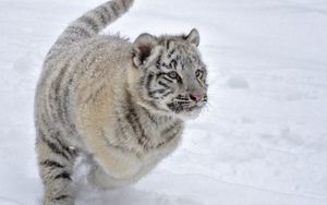 Preview wallpaper tiger, snow, winter, jump