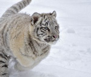 Preview wallpaper tiger, snow, winter, jump
