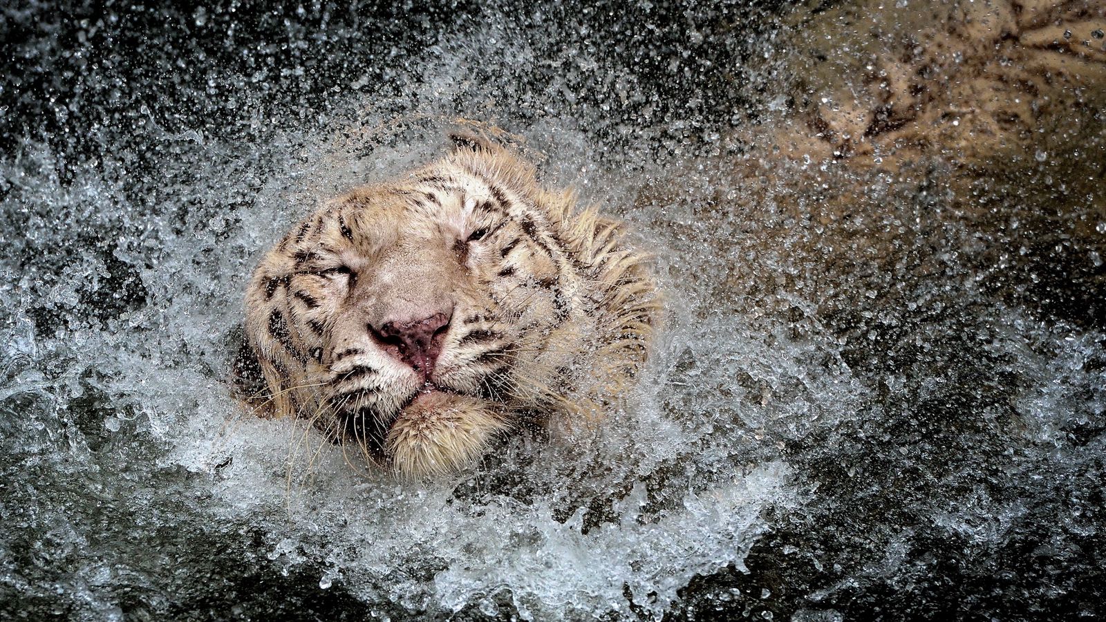 Download wallpaper 1600x900 tiger, splashing, swim widescreen 16:9 hd ...