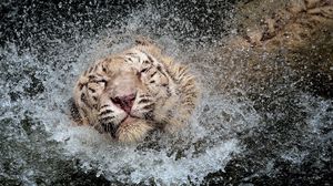 Preview wallpaper tiger, splashing, swim