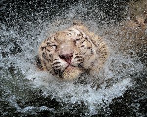 Preview wallpaper tiger, splashing, swim