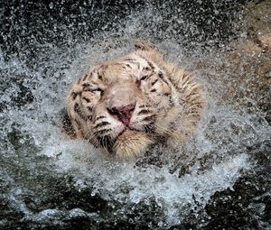 Preview wallpaper tiger, splashing, swim