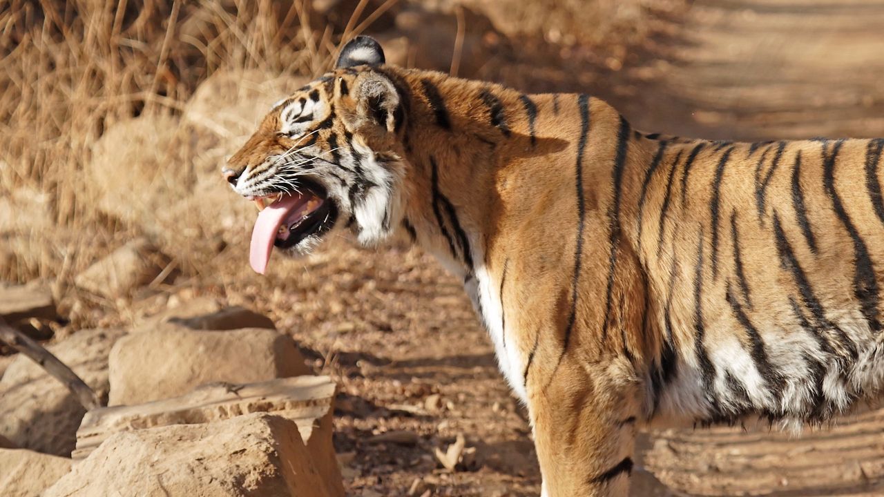 Wallpaper tiger, standing, protruding tongue, big cat, predator