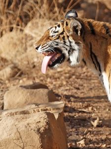 Preview wallpaper tiger, standing, protruding tongue, big cat, predator