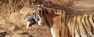 Preview wallpaper tiger, standing, protruding tongue, big cat, predator