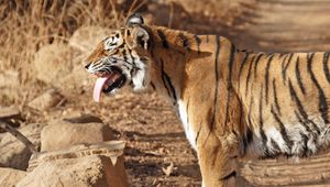 Preview wallpaper tiger, standing, protruding tongue, big cat, predator