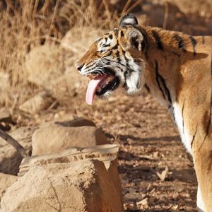 Preview wallpaper tiger, standing, protruding tongue, big cat, predator