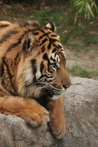 Preview wallpaper tiger, stone, lie, predator, big cat