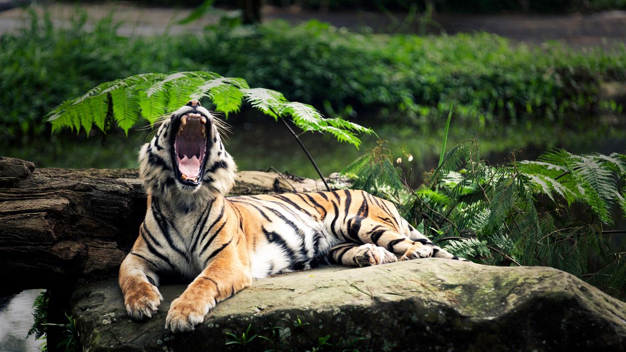 Wallpaper tiger, stone, lie, leaves, aggression, teeth, open mouth