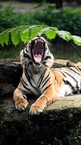 Preview wallpaper tiger, stone, lie, leaves, aggression, teeth, open mouth