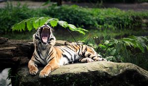 Preview wallpaper tiger, stone, lie, leaves, aggression, teeth, open mouth