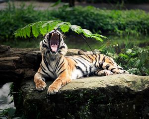 Preview wallpaper tiger, stone, lie, leaves, aggression, teeth, open mouth