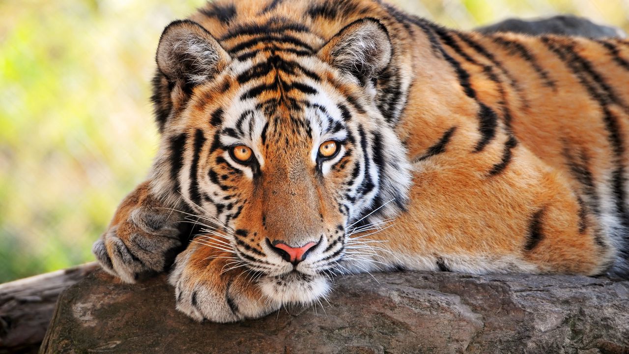 Wallpaper tiger, stone, lying, big cats, predator