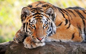 Preview wallpaper tiger, stone, lying, big cats, predator