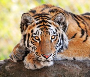 Preview wallpaper tiger, stone, lying, big cats, predator