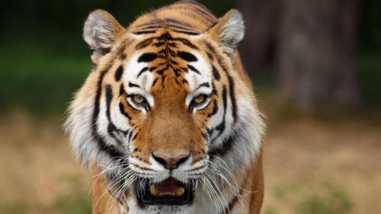 Wallpaper tiger, striped, big cat, predator