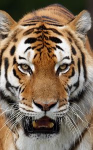 Preview wallpaper tiger, striped, big cat, predator