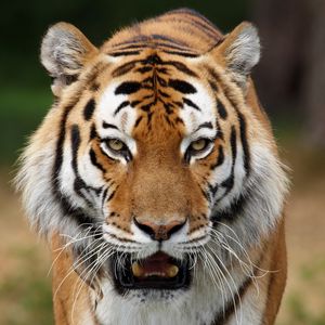 Preview wallpaper tiger, striped, big cat, predator