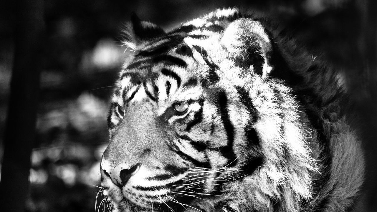 Wallpaper tiger, striped, cat