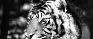 Preview wallpaper tiger, striped, cat
