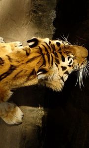 Preview wallpaper tiger, striped, crawl, big cat