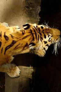 Preview wallpaper tiger, striped, crawl, big cat