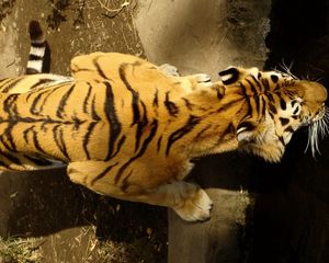 Preview wallpaper tiger, striped, crawl, big cat